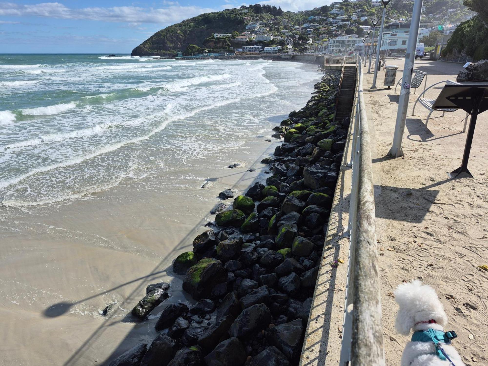 Rosemount B&B By The Sea St Clair Dunedin Exterior foto